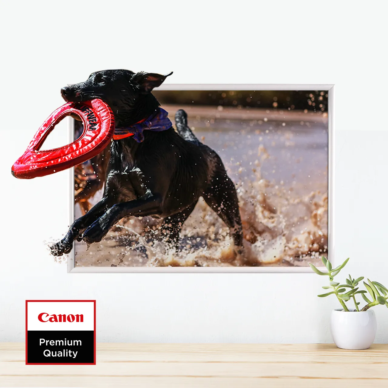 High-quality photo printing – easy, fast and great value Easily print your photos online – via desktop or with the user-friendly app. Quick, smooth and stress-free.